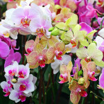 Orchids