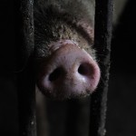 dspost-53e1e90091601_Останній-день-свині-PLASTILIN_RV__UA-01